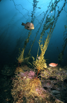 Denizen of a giant kelp forest: the black surfperch.: Photograph by Ron McPeak courtesy of NSF